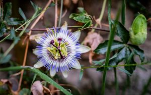 Превью обои пассифлора, цветок, лепестки, трава, макро