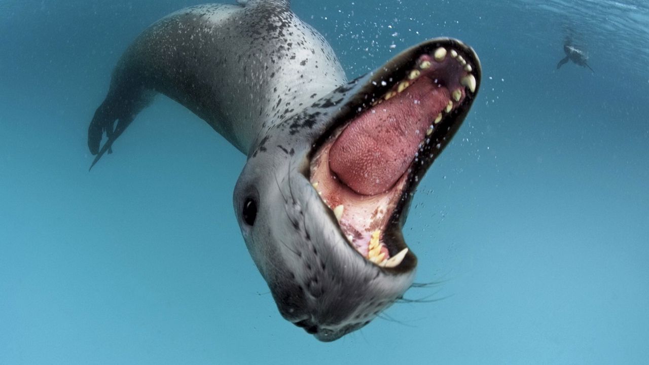 Обои пасть, язык, вода, зубы, морской леопард