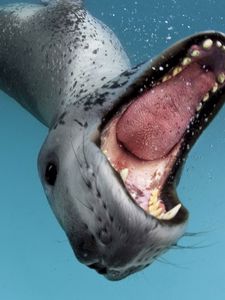 Превью обои пасть, язык, вода, зубы, морской леопард