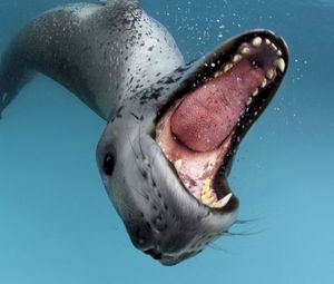 Превью обои пасть, язык, вода, зубы, морской леопард