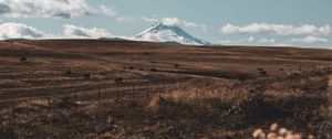 Превью обои пастбище, гора, вершина, цветы, пейзаж