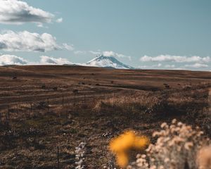 Превью обои пастбище, гора, вершина, цветы, пейзаж