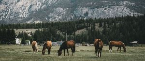 Превью обои пастбище, лошади, горы