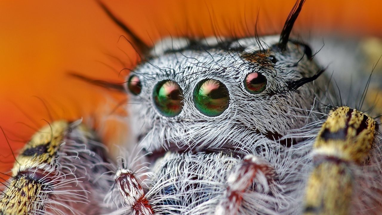Обои паук, глаза, волосатый, красивый