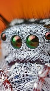 Превью обои паук, глаза, волосатый, красивый