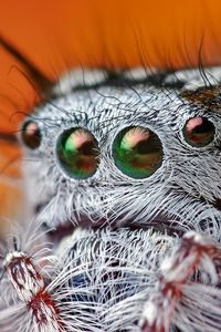 Превью обои паук, глаза, волосатый, красивый