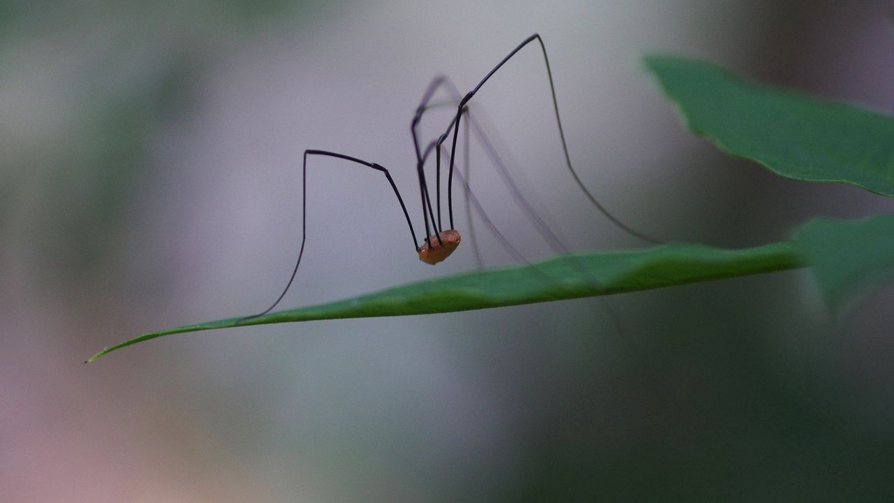 Обои паук, лапы, ноги, длинные