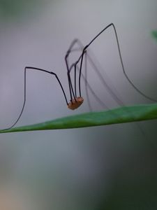 Превью обои паук, лапы, ноги, длинные