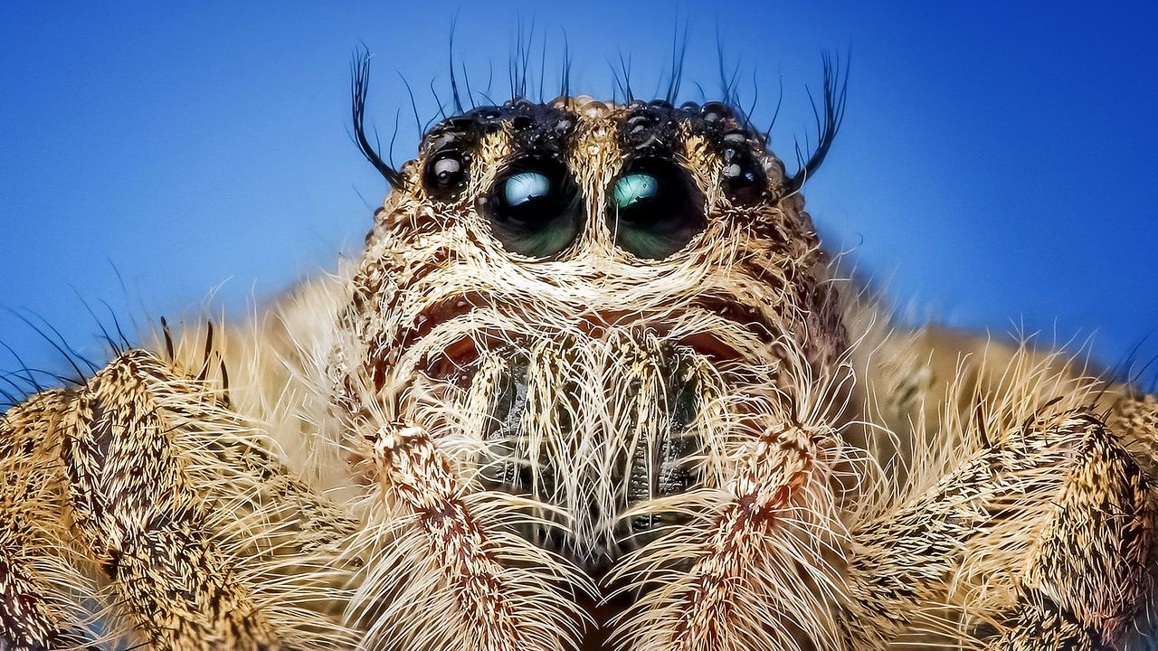 Обои паук, насекомое, глаза, макро