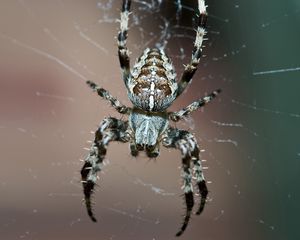 Превью обои паук, насекомое, ноги, маленький, паутина