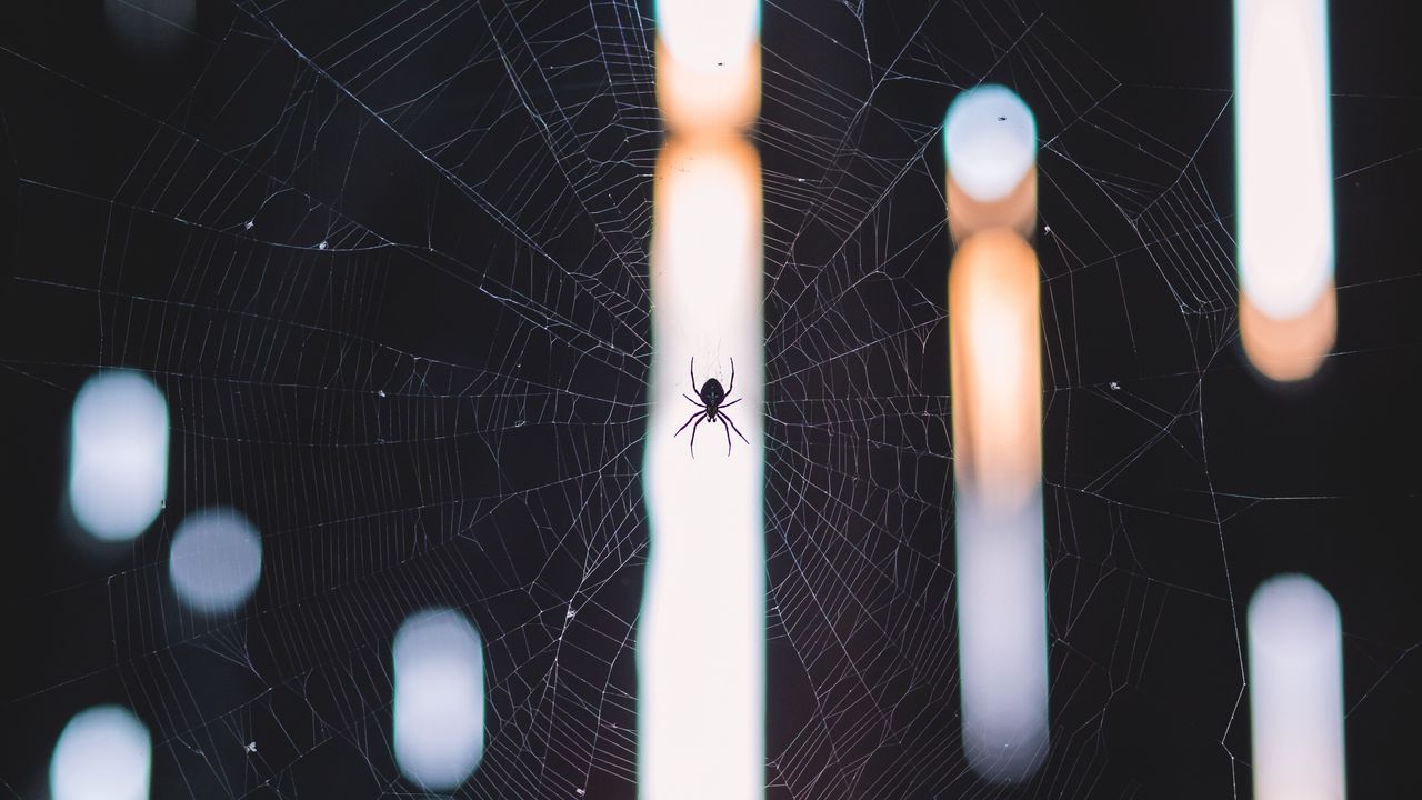 Обои паук, паутина, плетение, свет