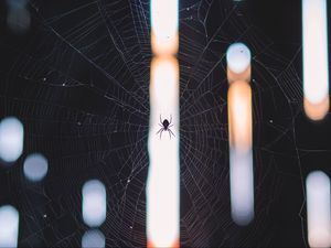 Превью обои паук, паутина, плетение, свет