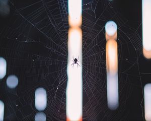 Превью обои паук, паутина, плетение, свет