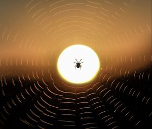 Превью обои паук, паутина, солнце, закат, темный