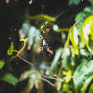 Превью обои паук, паутина, сплетение