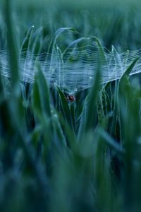 Превью обои паук, паутина, трава, макро, зеленый