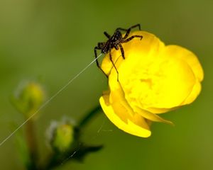 Превью обои паук, паутина, цветок