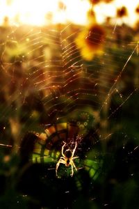 Превью обои паук, цветы, свет, паутина