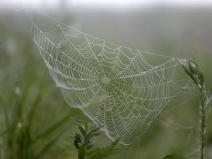 Превью обои паутина, капли, растения, макро