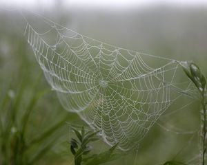 Превью обои паутина, капли, растения, макро