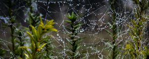 Превью обои паутина, нити, капли, растения, макро, природа
