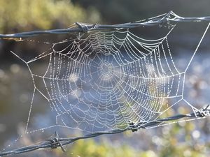 Превью обои паутина, проволока, шипы, размытие, макро