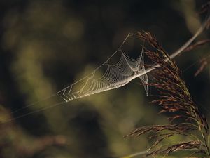 Превью обои паутина, растение, макро, размытость