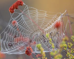 Превью обои паутина, роса, мокрый, макро