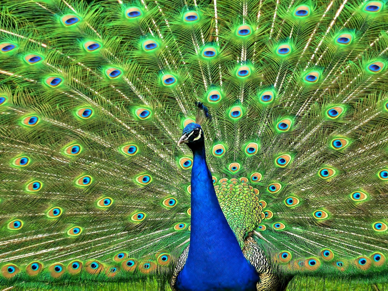 Peacock Bird Павлин