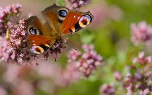 Превью обои павлиний глаз, бабочка, цветы, макро, лето, крылья