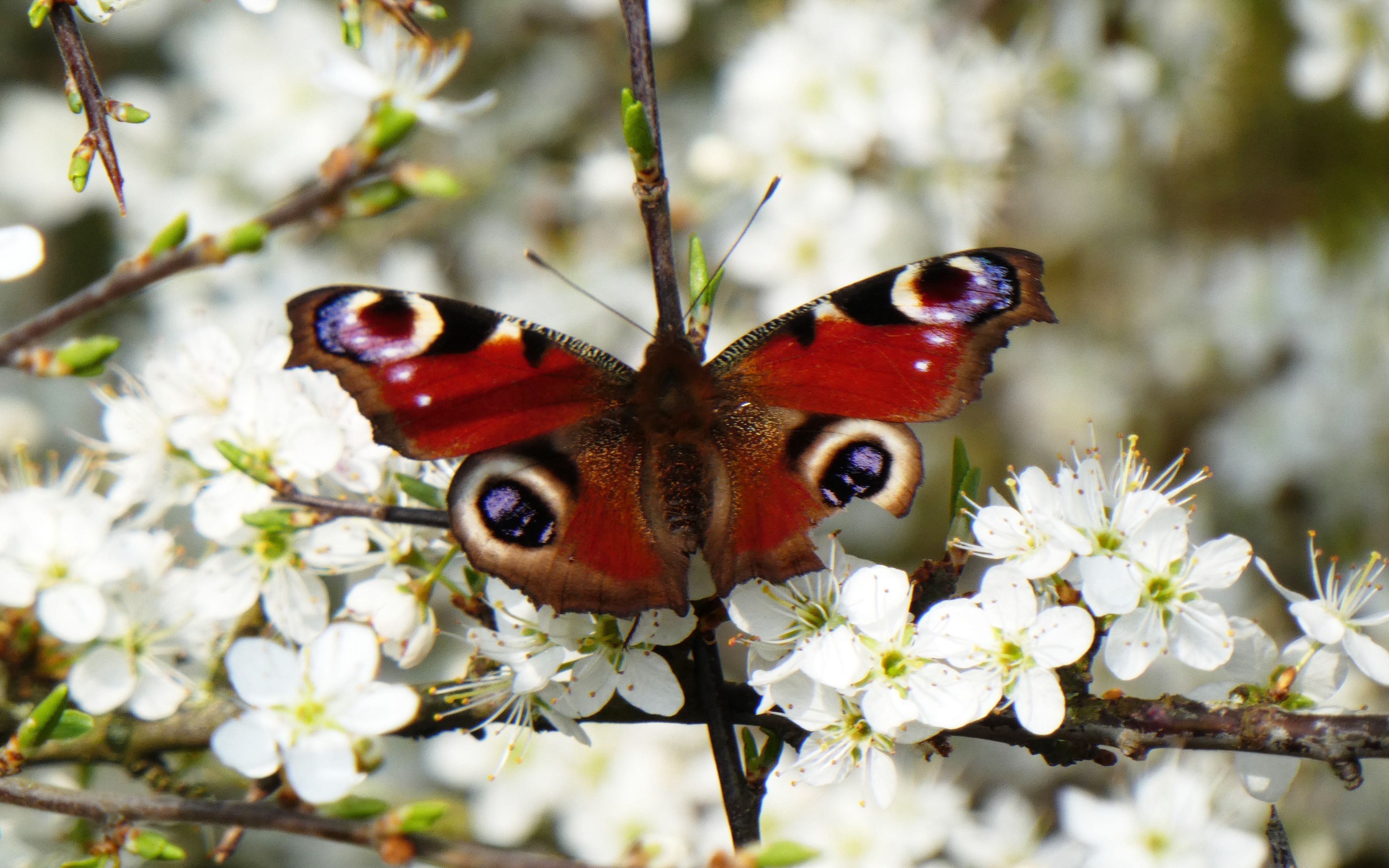 Орлиный глаз бабочка фото