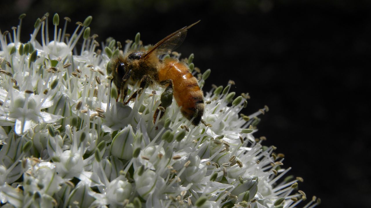 Обои пчела, allium, опыление, цветок