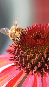 Превью обои пчела, эхинацея, цветок, опыление