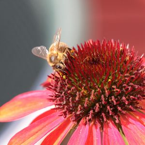 Превью обои пчела, эхинацея, цветок, опыление