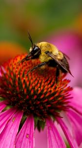 Превью обои пчела, эхинацея, цветок, лепестки, макро