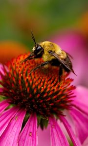 Превью обои пчела, эхинацея, цветок, лепестки, макро