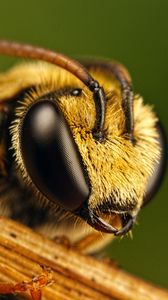 Превью обои пчела, глаза, насекомое, полет
