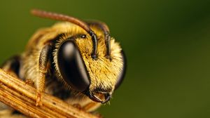 Превью обои пчела, глаза, насекомое, полет