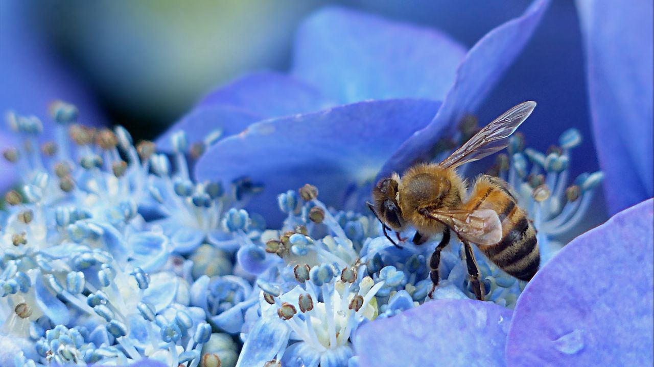 Обои пчела, гортензия, цветок, опыление