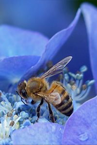 Превью обои пчела, гортензия, цветок, опыление