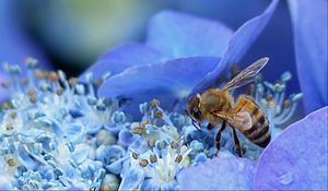 Превью обои пчела, гортензия, цветок, опыление