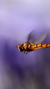 Превью обои пчела, крылья, полет, размытость