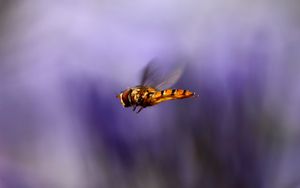 Превью обои пчела, крылья, полет, размытость