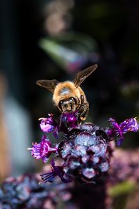 Превью обои пчела, крылья, цветы, растение, макро