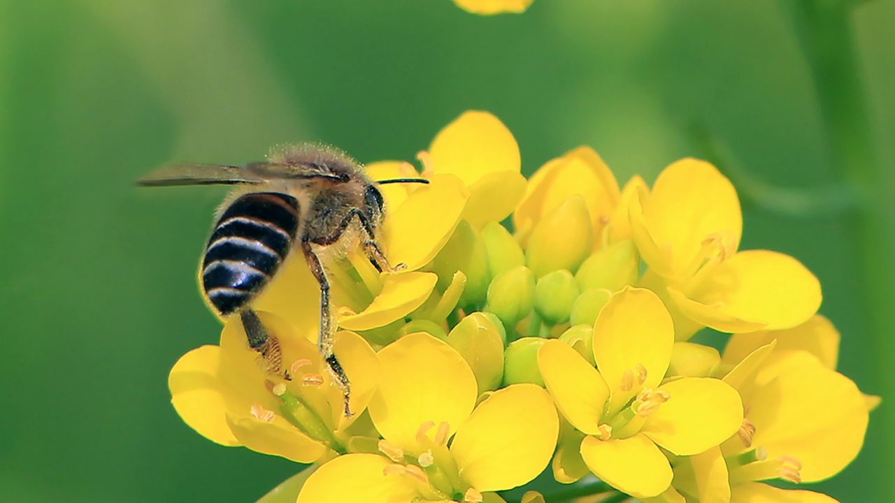 Обои пчела, крылья, желтые цветы, цветы