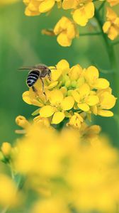 Превью обои пчела, крылья, желтые цветы, цветы