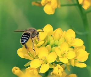 Превью обои пчела, крылья, желтые цветы, цветы
