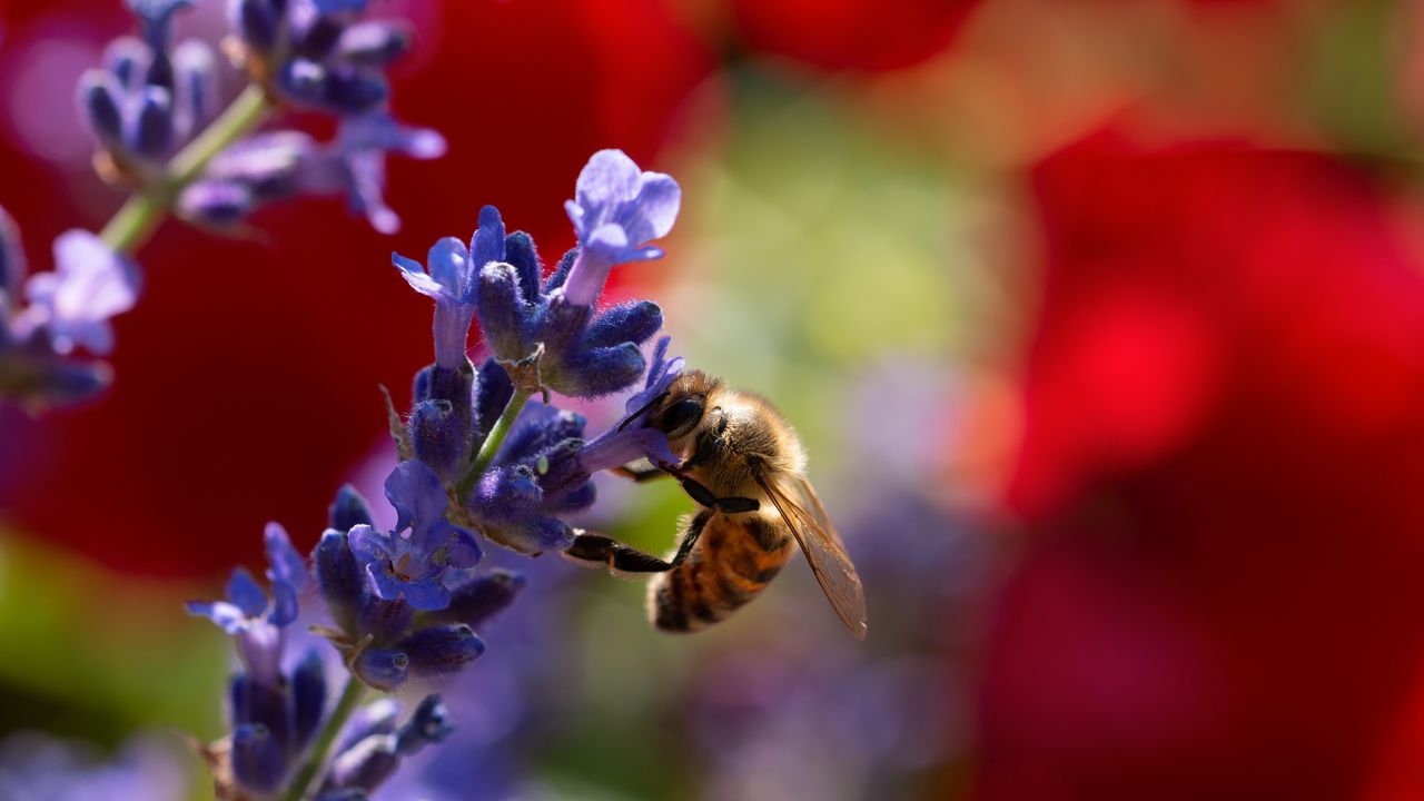 Обои пчела, лаванда, цветы, размытие, макро