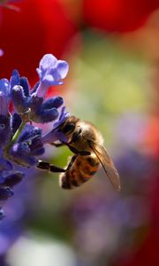 Превью обои пчела, лаванда, цветы, размытие, макро