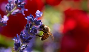 Превью обои пчела, лаванда, цветы, размытие, макро